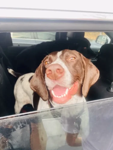 Dog-Trainer-Tulsa-1304