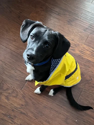 Dog-Trainer-Tulsa-1310