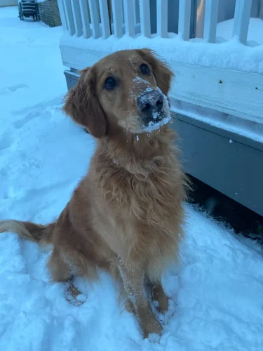 Dog-Trainer-Tulsa-1312