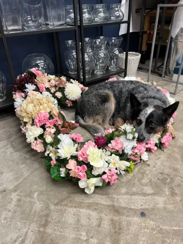 Dog-Trainer-Tulsa-1314