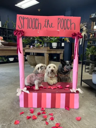 Dog-Trainer-Tulsa-1315