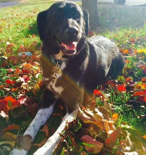 Dog-Trainer-Tulsa-838