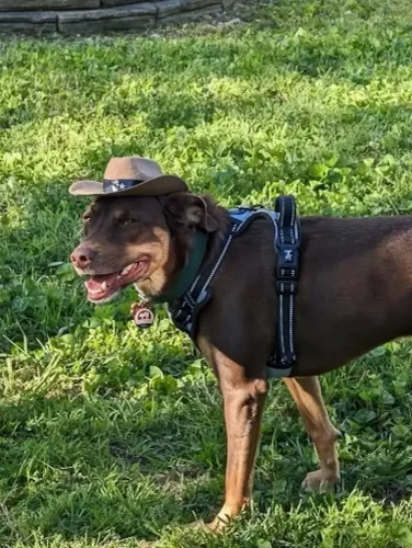 Dog-Trainer-Tulsa-846