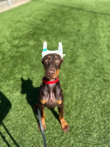 Dog-Trainer-Tulsa-848