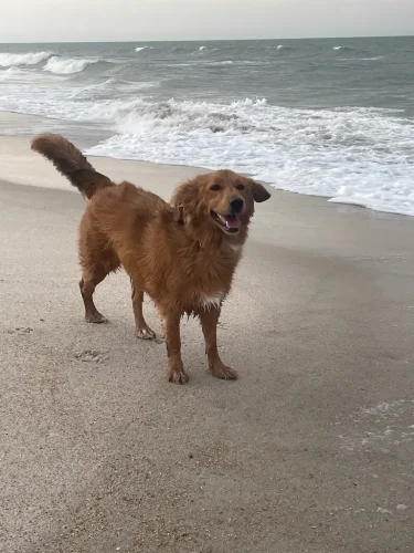 Dog-Trainer-Tulsa-850