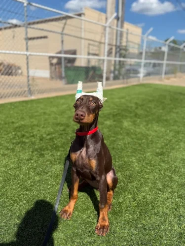 Dog-Trainer-Tulsa-851