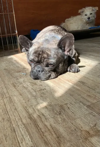 Dog-Trainer-Tulsa-859