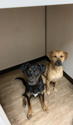 Dog-Trainer-Tulsa-862