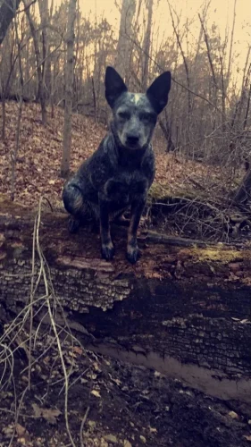 Dog-Trainer-Tulsa-864