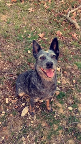 Dog-Trainer-Tulsa-866