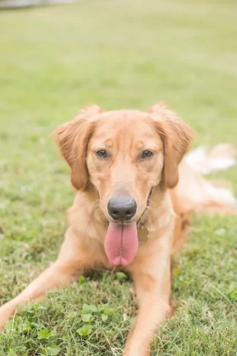 Dog-Trainer-Tulsa-870