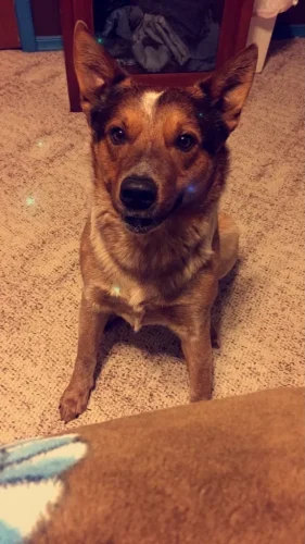 Dog-Trainer-Tulsa-872