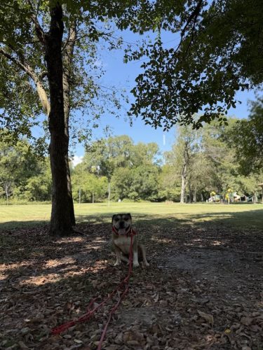 Dog-Training-Tulsa-100