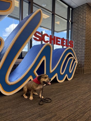 Dog-Training-Tulsa-102