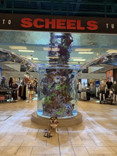 Dog-Training-Tulsa-103