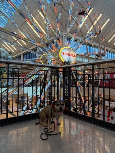 Dog-Training-Tulsa-104