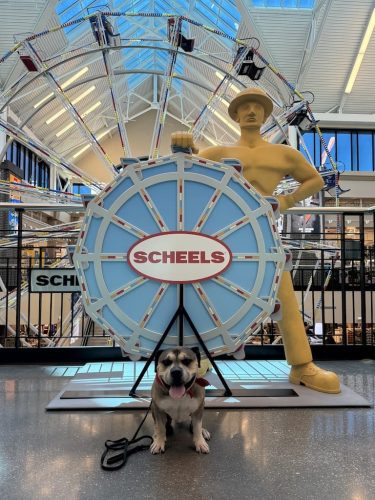 Dog-Training-Tulsa-105