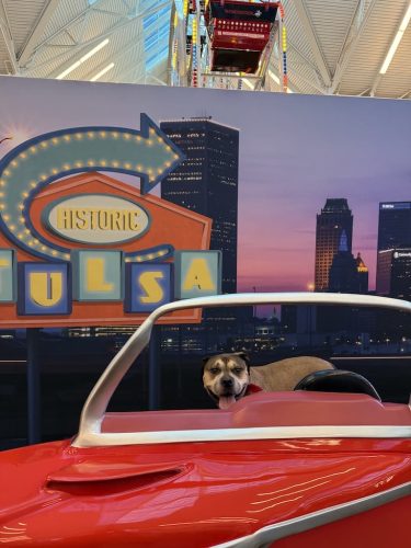 Dog-Training-Tulsa-107