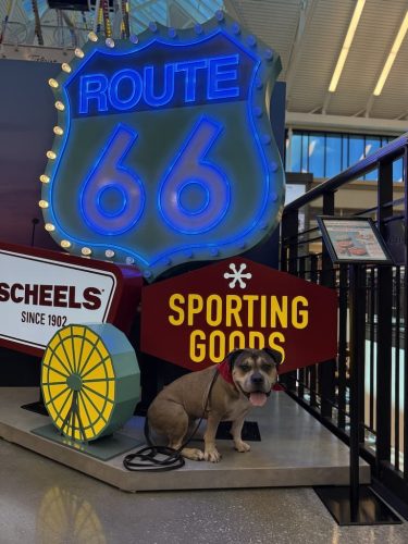 Dog-Training-Tulsa-108