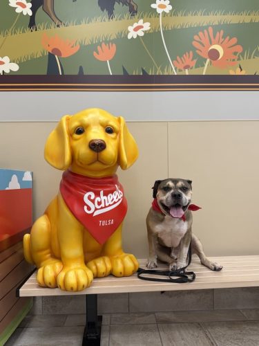 Dog-Training-Tulsa-109