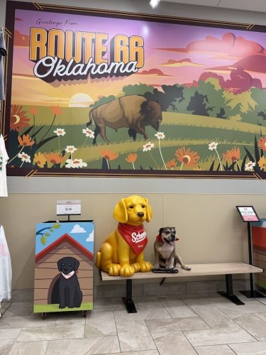 Dog-Training-Tulsa-110