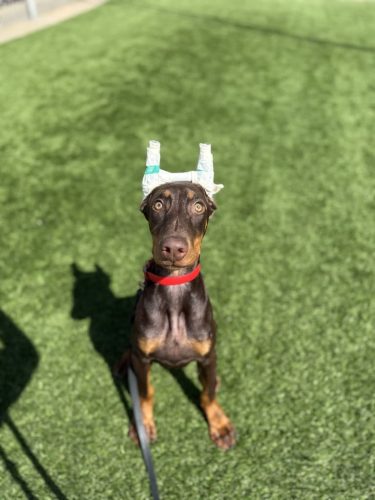 Dog-Training-Tulsa-111