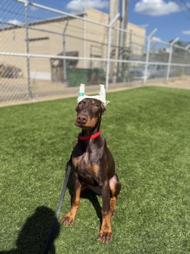 Dog-Training-Tulsa-112