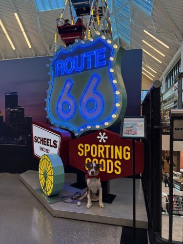 Dog-Training-Tulsa-114