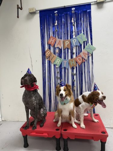 Dog-Training-Tulsa-120