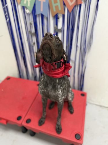 Dog-Training-Tulsa-121