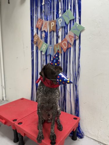 Dog-Training-Tulsa-123