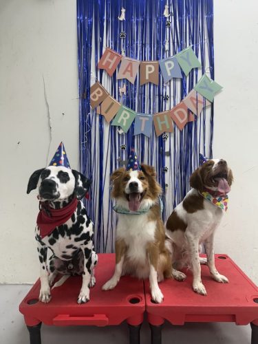 Dog-Training-Tulsa-124