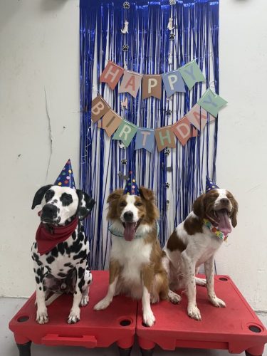 Dog-Training-Tulsa-125