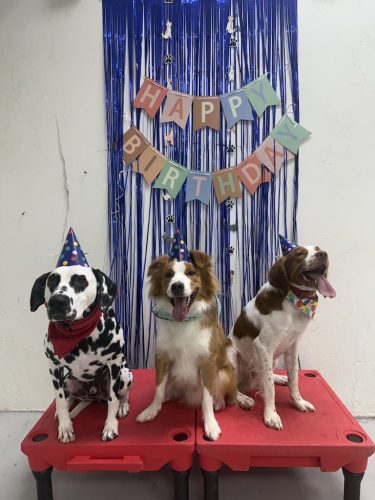 Dog-Training-Tulsa-126