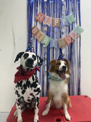 Dog-Training-Tulsa-127