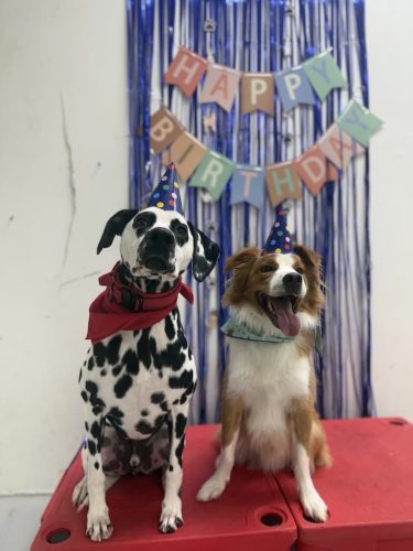 Dog-Training-Tulsa-128