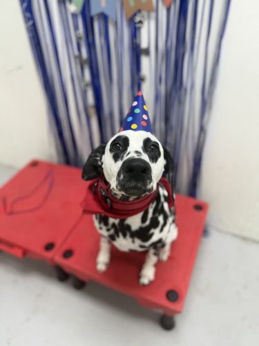 Dog-Training-Tulsa-129