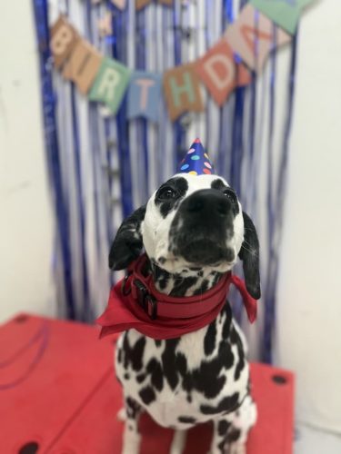 Dog-Training-Tulsa-131