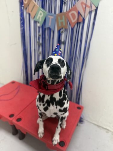 Dog-Training-Tulsa-132