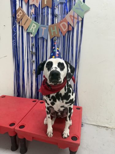 Dog-Training-Tulsa-133