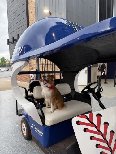 Dog-Training-Tulsa-134