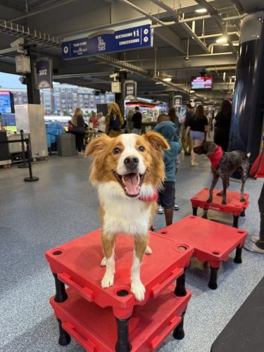 Dog-Training-Tulsa-136