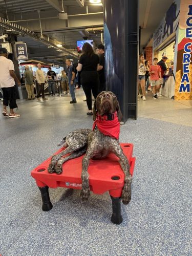 Dog-Training-Tulsa-137