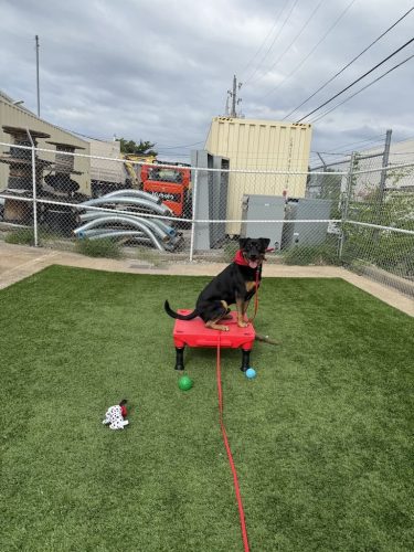 Dog-Training-Tulsa-138