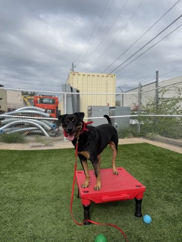 Dog-Training-Tulsa-139