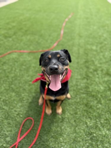 Dog-Training-Tulsa-143