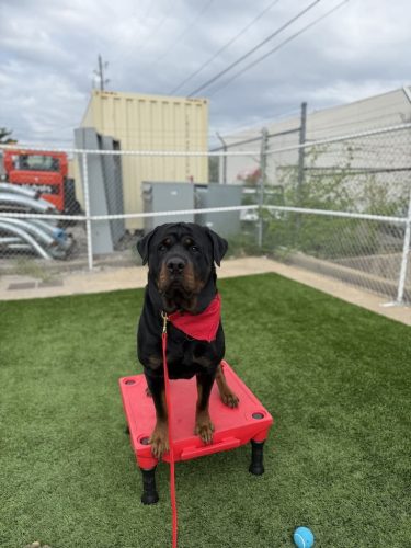 Dog-Training-Tulsa-145