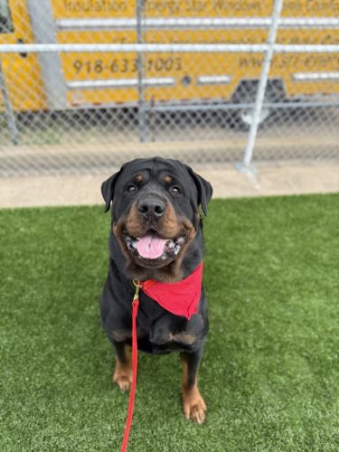 Dog-Training-Tulsa-147