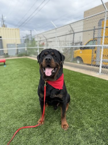 Dog-Training-Tulsa-149