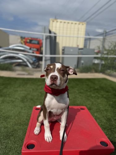 Dog-Training-Tulsa-151